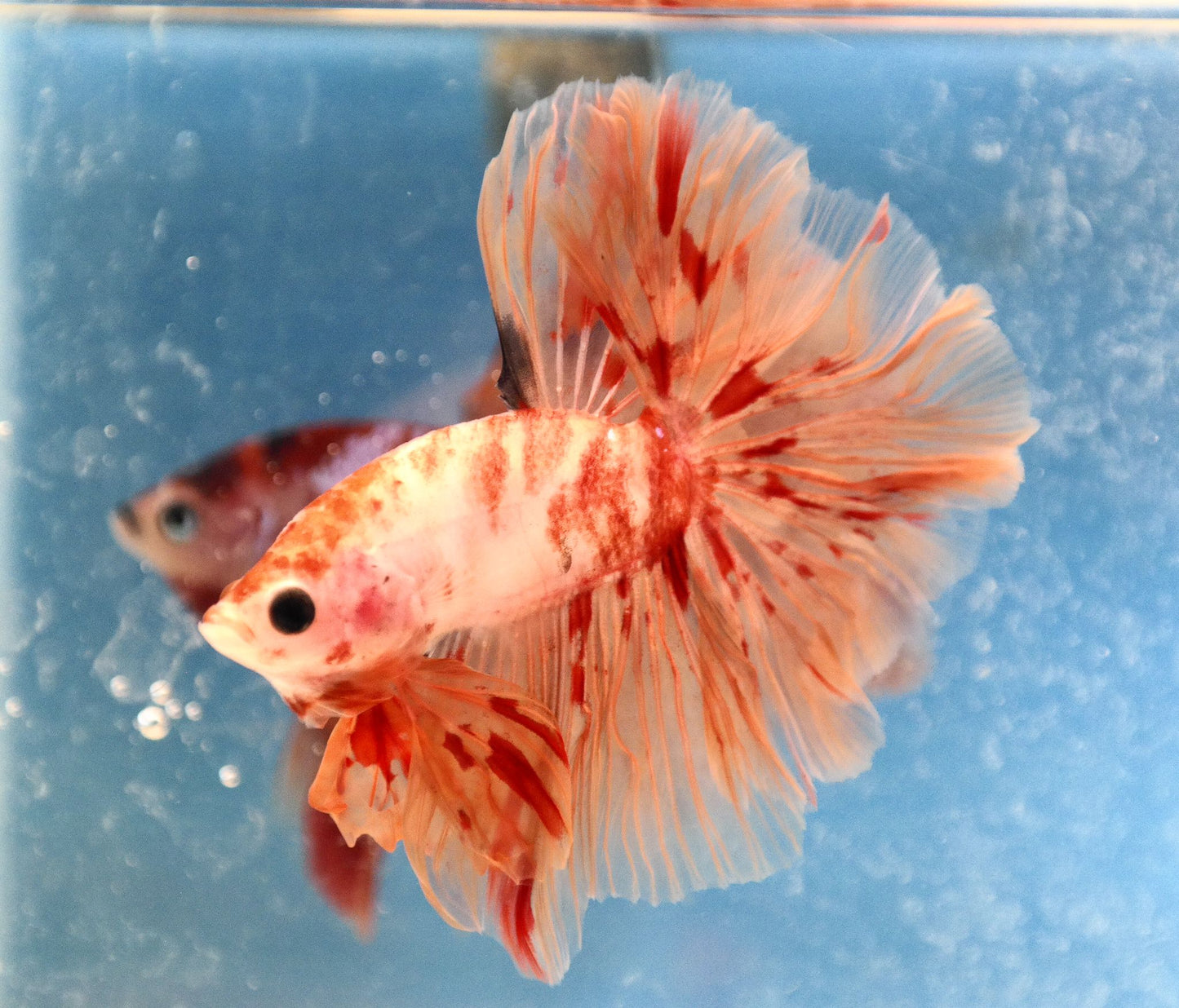 Male Nemo Galaxy Rosetail Betta Fish A105