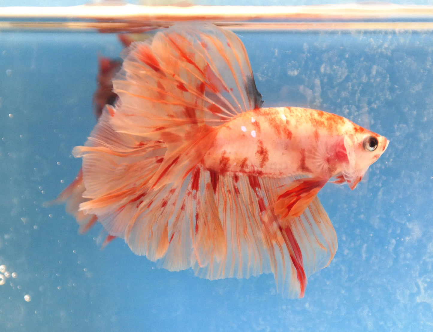 Male Nemo Galaxy Rosetail Betta Fish A105