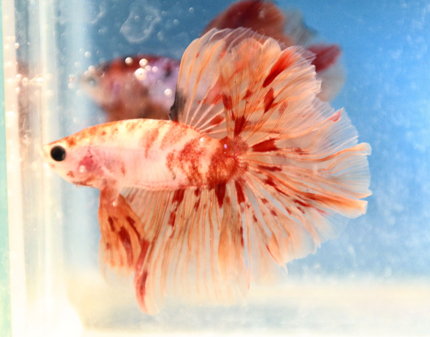 Male Nemo Galaxy Rosetail Betta Fish A105