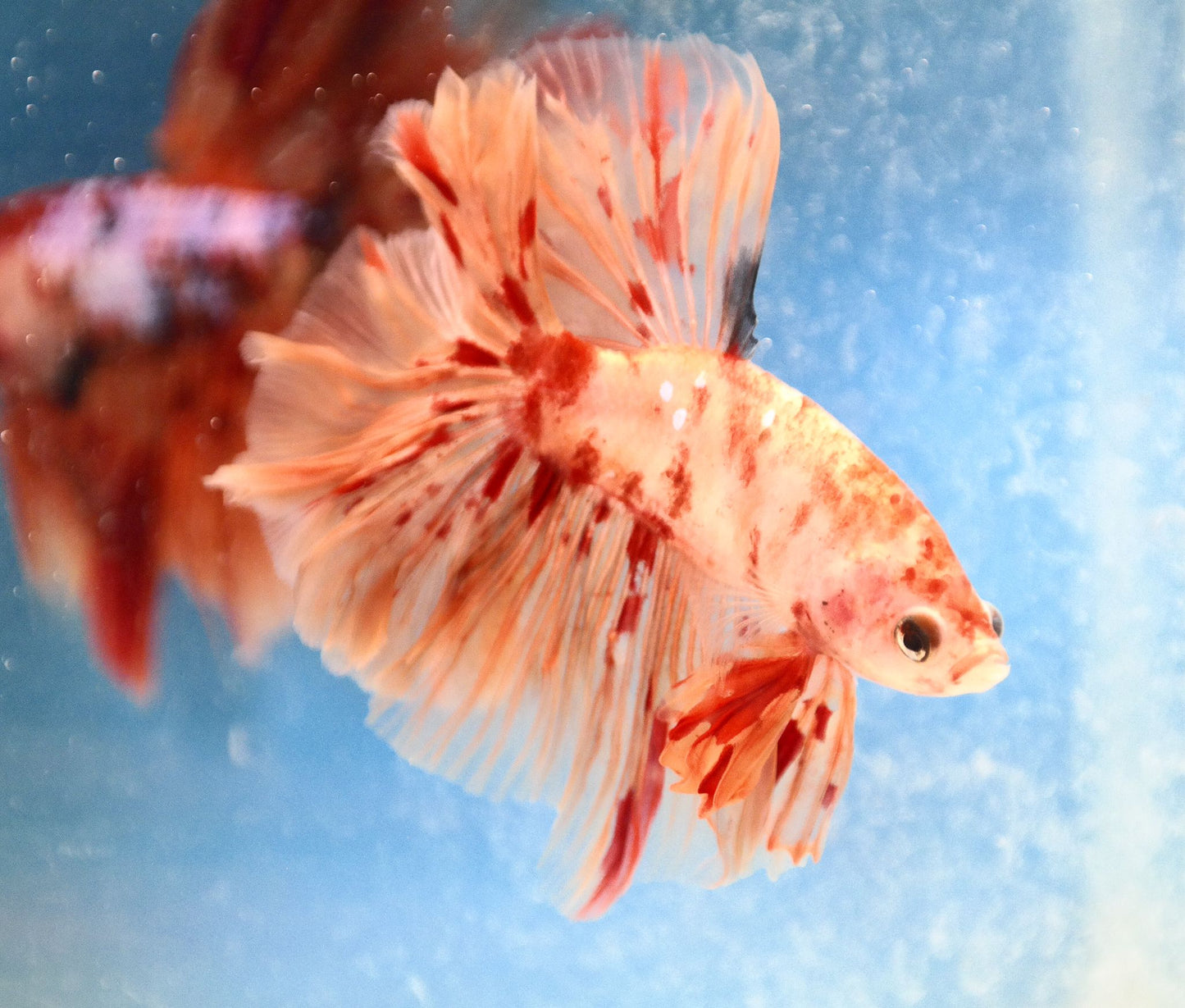 Male Nemo Galaxy Rosetail Betta Fish A105