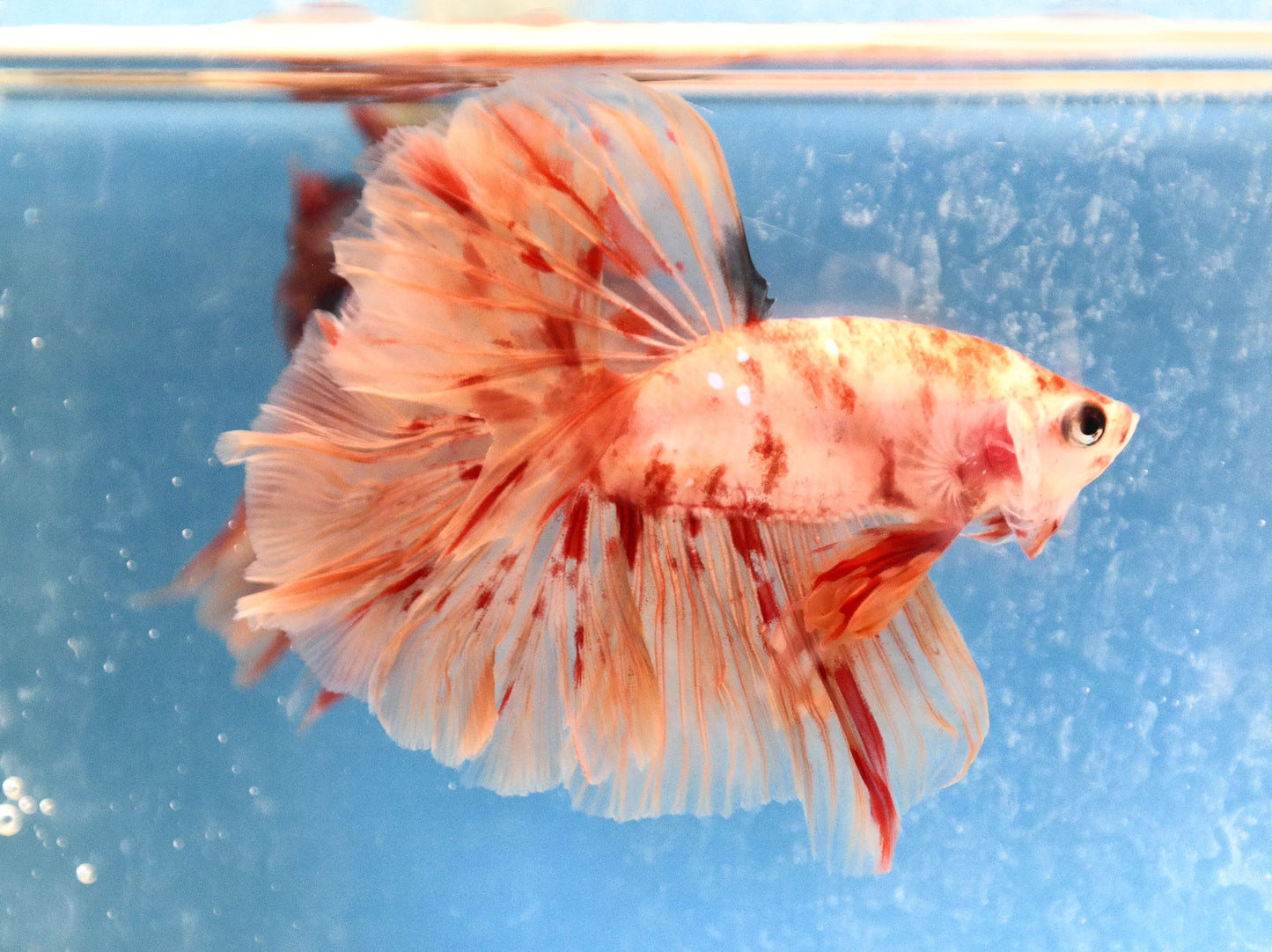 Male Nemo Galaxy Rosetail Betta Fish A105