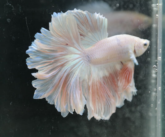 Male Pastel Peach Rosetail Betta Fish A106