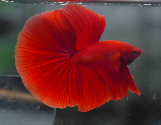 Male Super Red Halfmoon Betta Fish A107