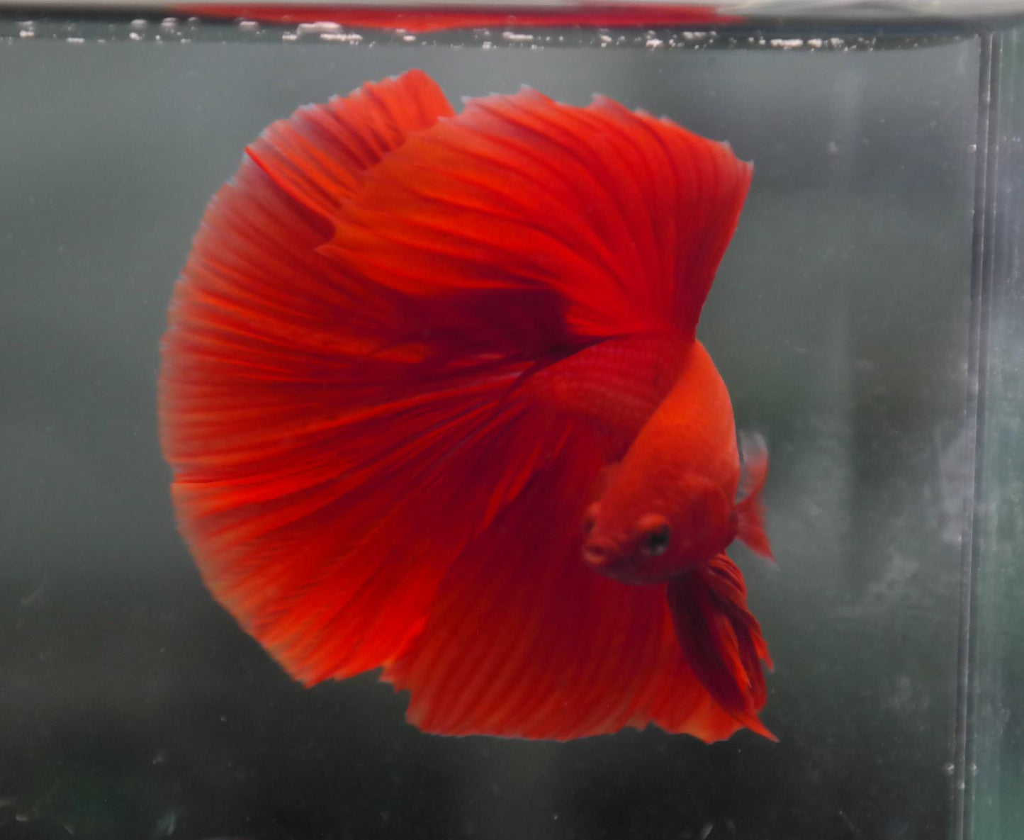 Male Super Red Halfmoon Betta Fish A107