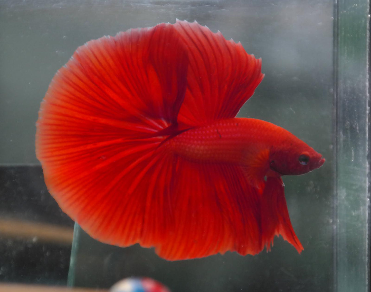 Male Super Red Halfmoon Betta Fish A107