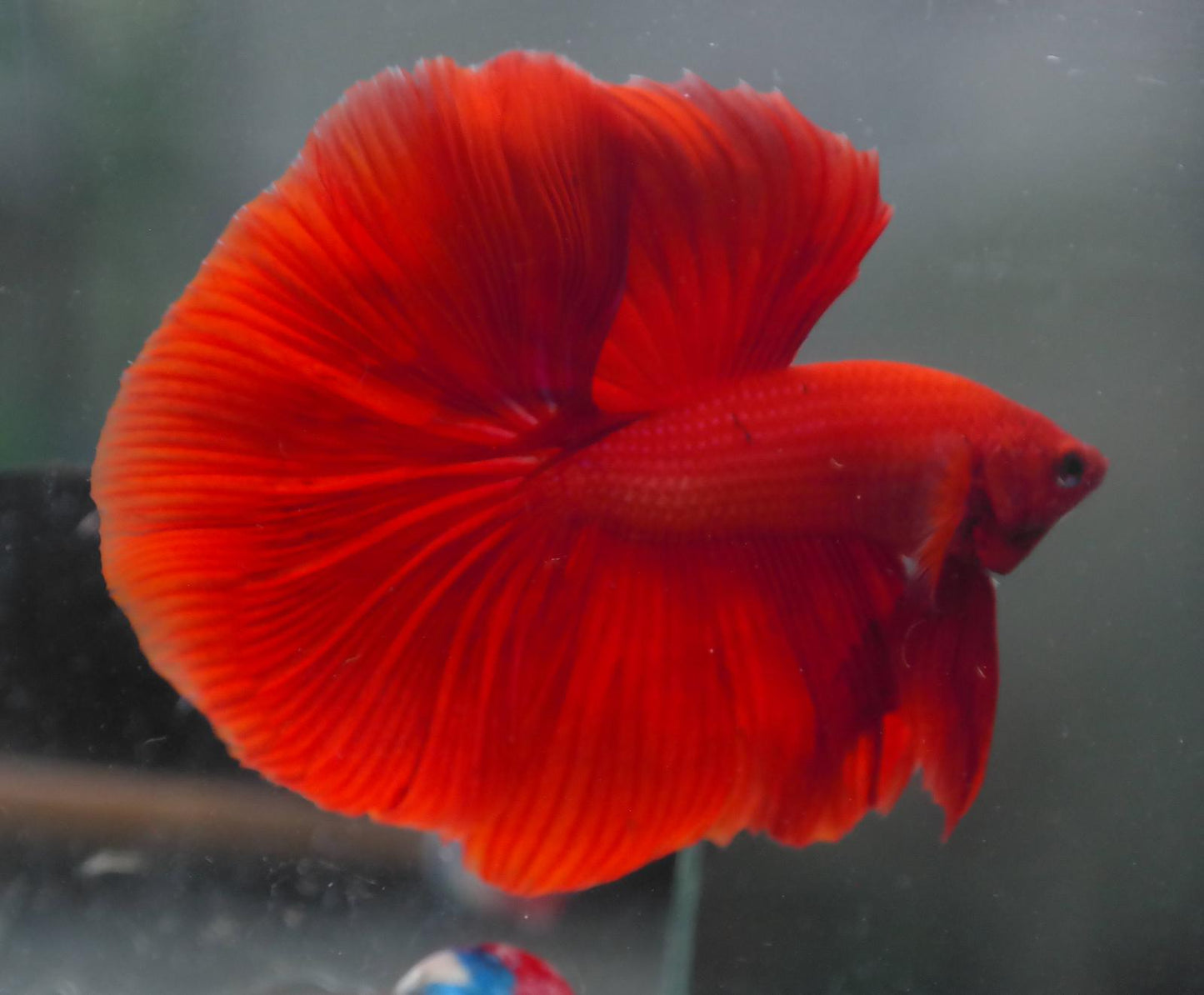 Male Super Red Halfmoon Betta Fish A107