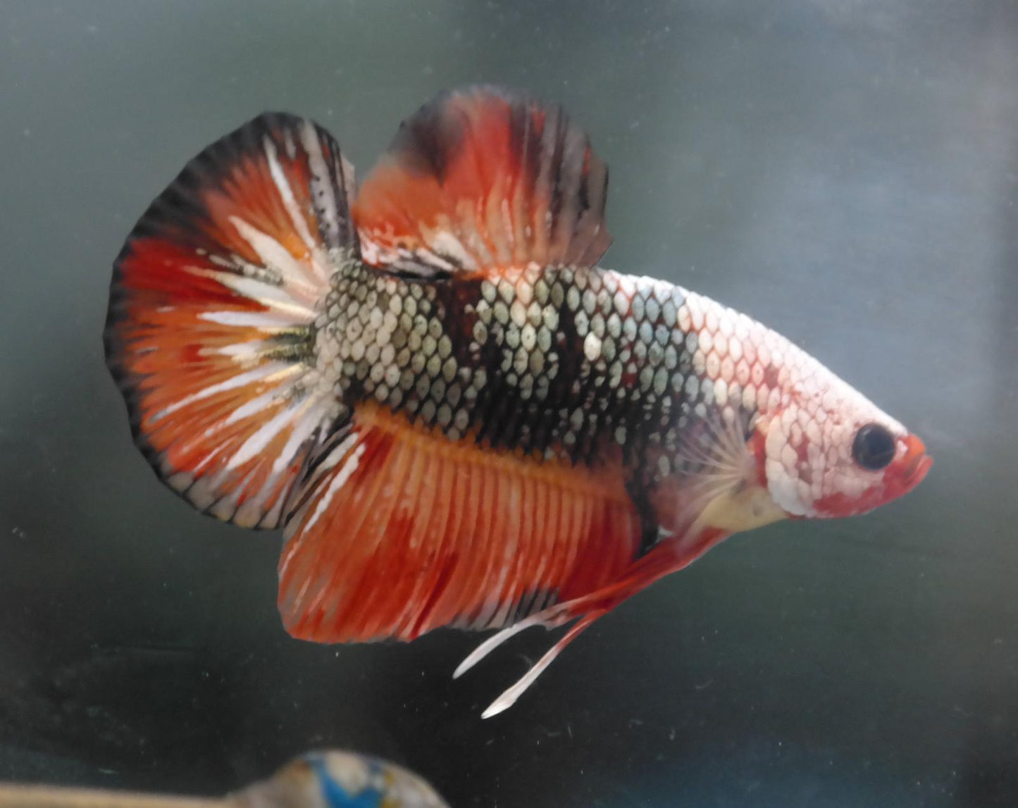 Male Candy Copper HMPK Plakat Halfmoon Betta Fish A108