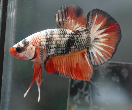 Male Candy Copper HMPK Plakat Halfmoon Betta Fish A108