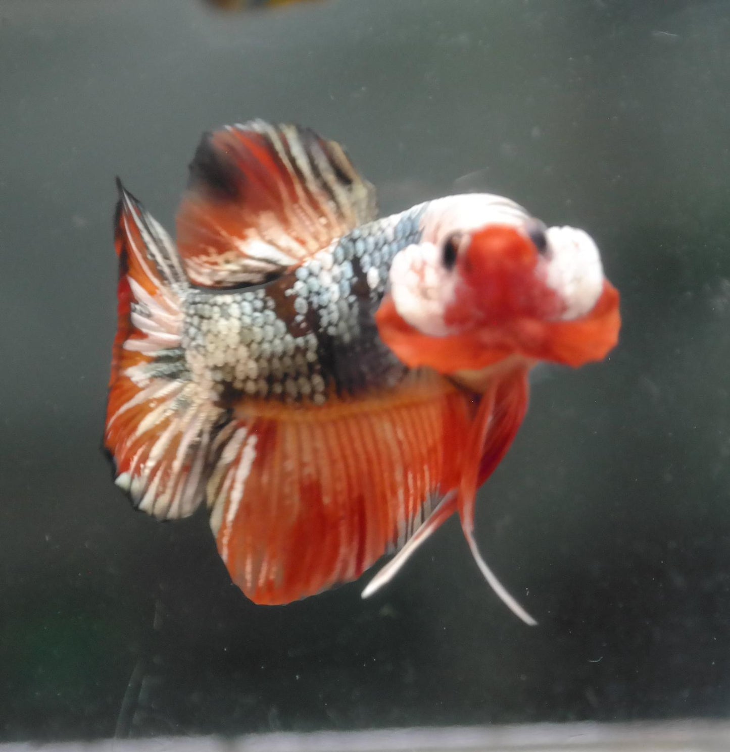 Male Candy Copper HMPK Plakat Halfmoon Betta Fish A108