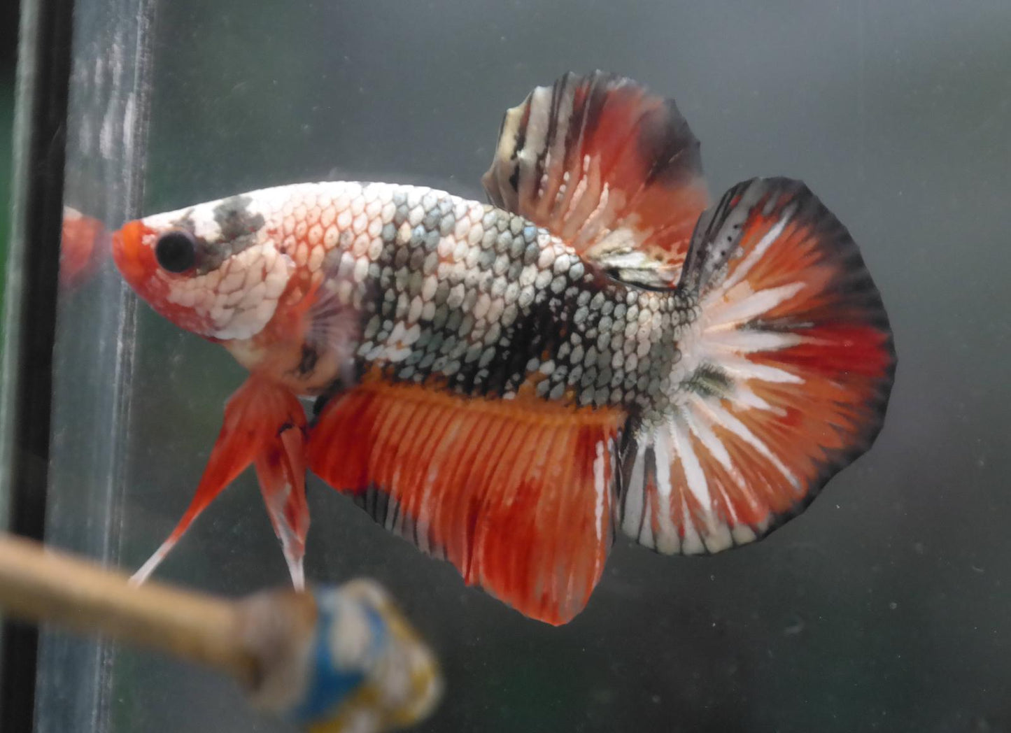 Male Candy Copper HMPK Plakat Halfmoon Betta Fish A108