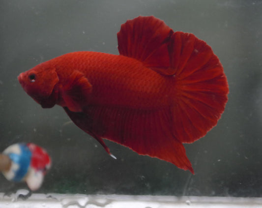 Male Super Red HMPK Plakat Halfmoon Betta Fish A109