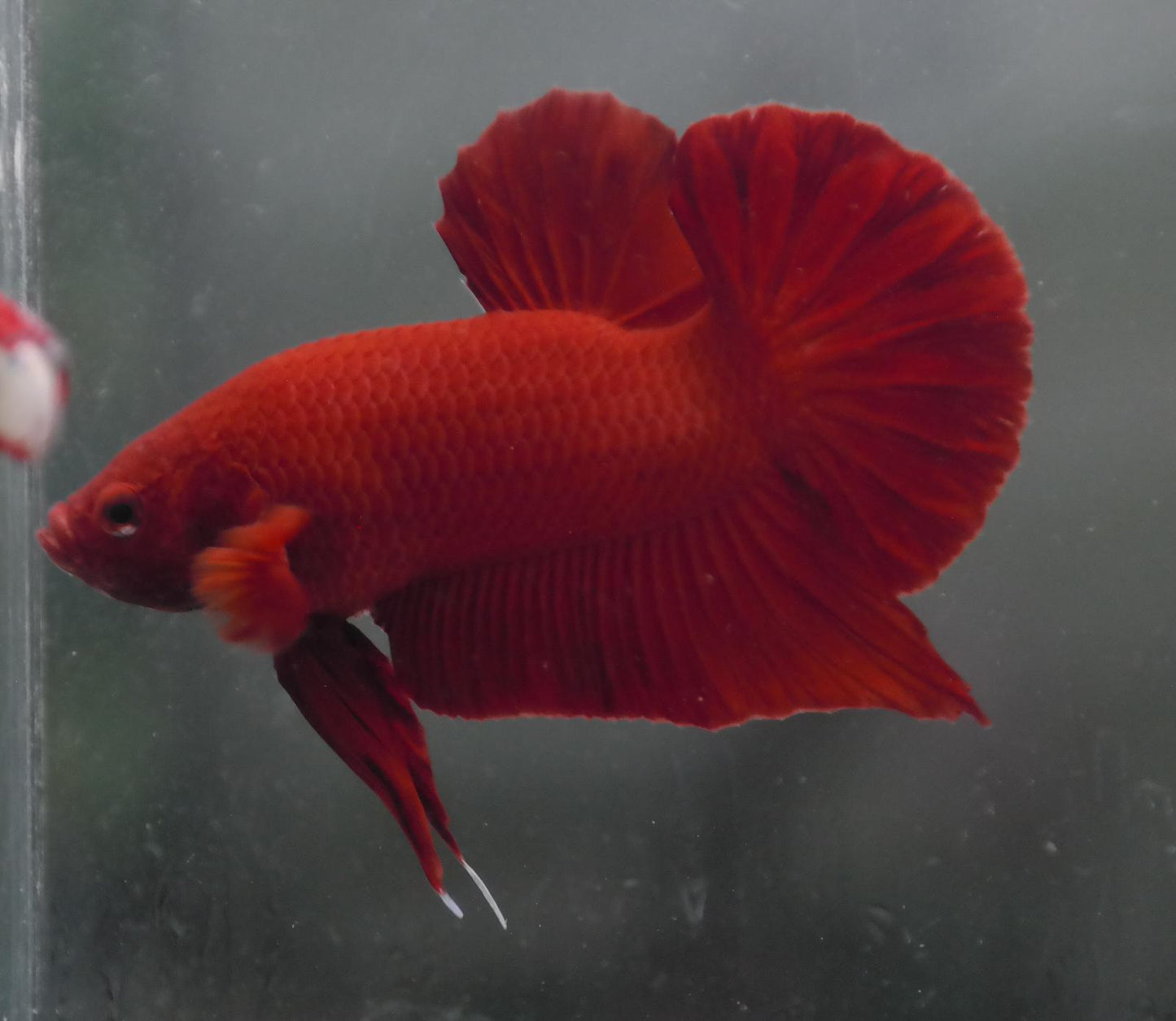 Male Super Red HMPK Plakat Halfmoon Betta Fish A109