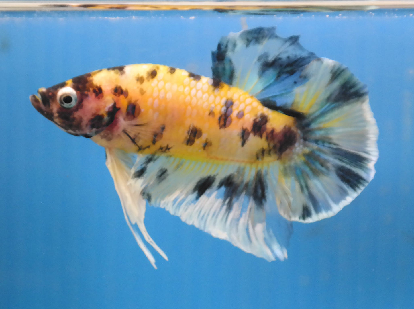 Male Yellow Black Polka Dot HMPK Plakat Halfmoon Betta Fish A110