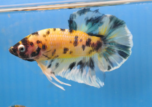 Male Yellow Black Polka Dot HMPK Plakat Halfmoon Betta Fish A110