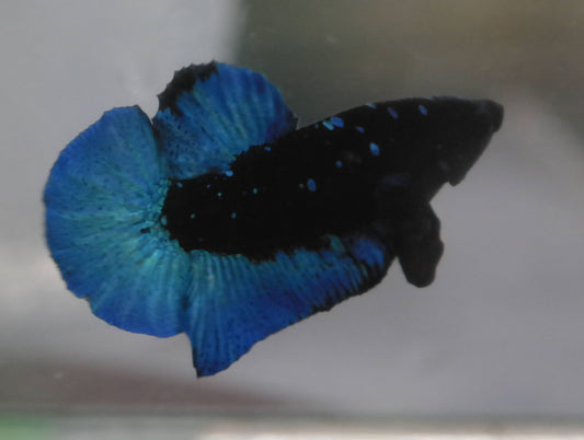 Male Blue Avatar HMPK Plakat Halfmoon Betta Fish A111