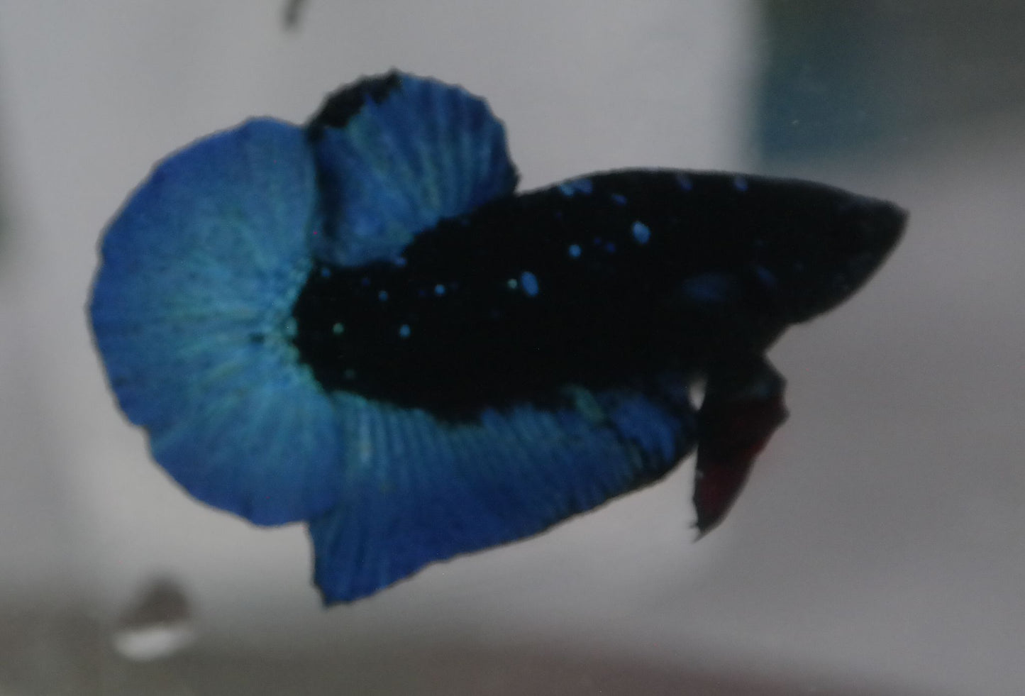 Male Blue Avatar HMPK Plakat Halfmoon Betta Fish A111