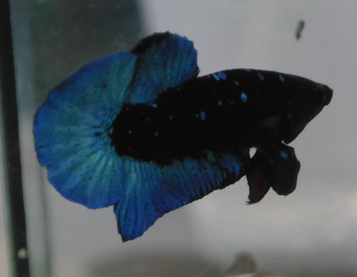 Male Blue Avatar HMPK Plakat Halfmoon Betta Fish A111