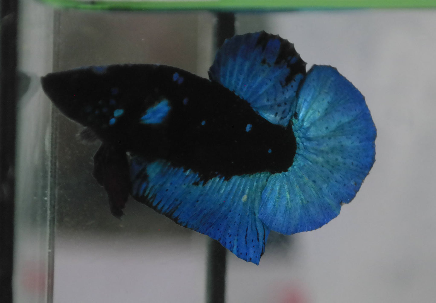 Male Blue Avatar HMPK Plakat Halfmoon Betta Fish A111