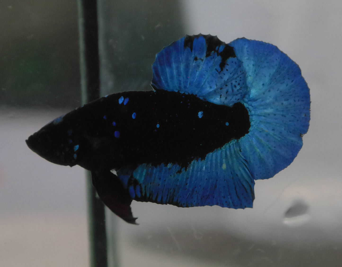 Male Blue Avatar HMPK Plakat Halfmoon Betta Fish A111