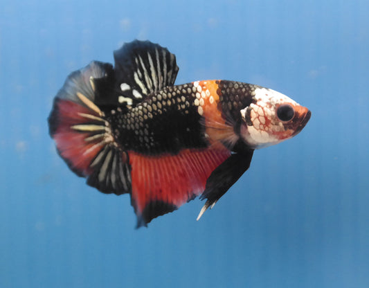 Male Candy Copper HMPK Plakat Halfmoon Betta Fish A112