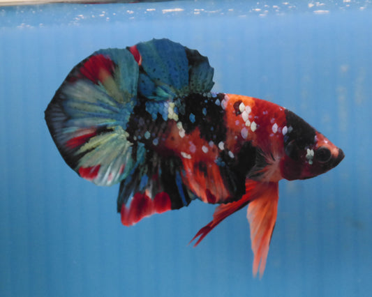 Male Galaxy Multicolor HMPK Plakat Halfmoon Betta Fish A113