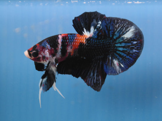 Male Galaxy Multicolor HMPK Plakat Halfmoon Betta Fish A114