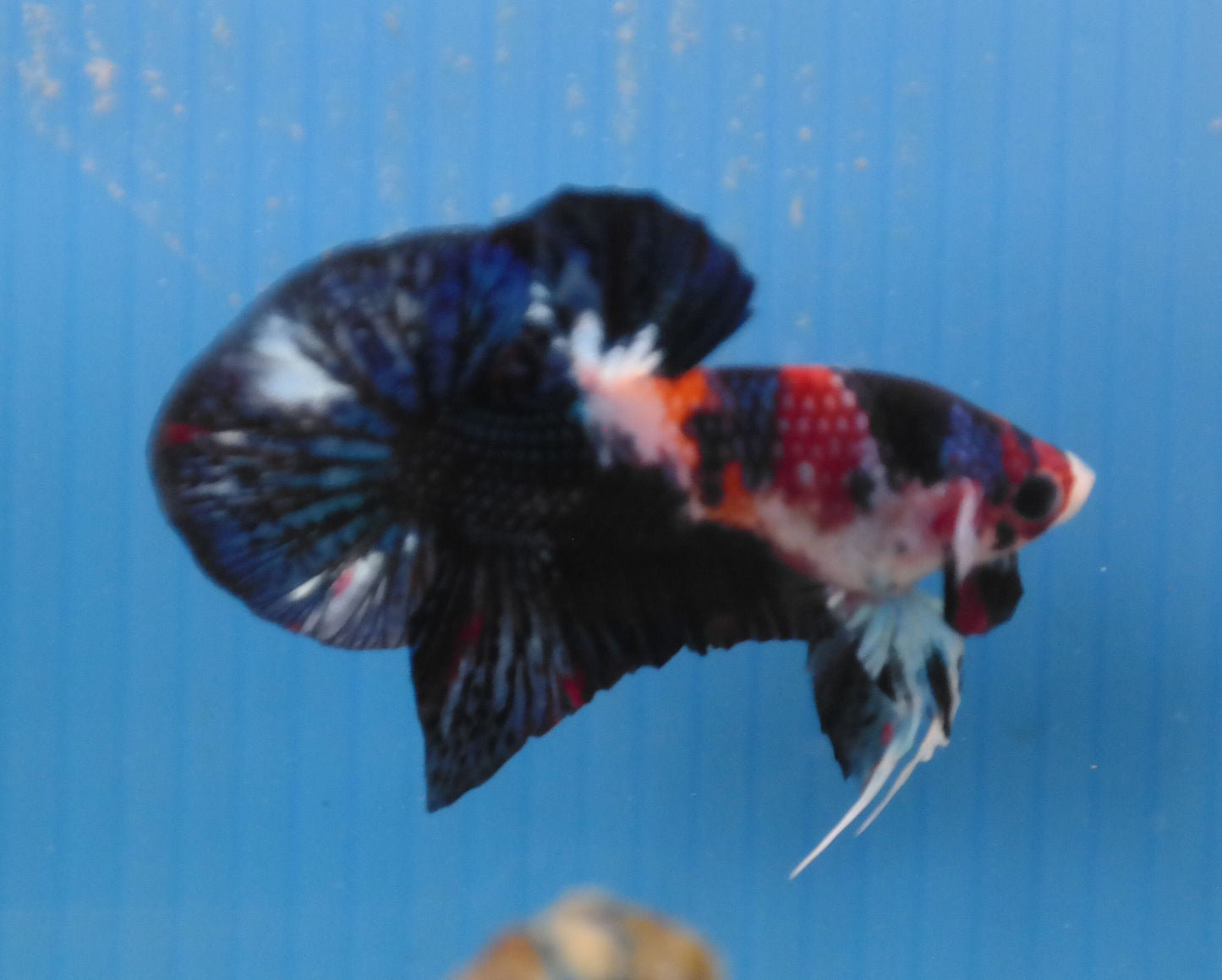 Male Galaxy Multicolor HMPK Plakat Halfmoon Betta Fish A114