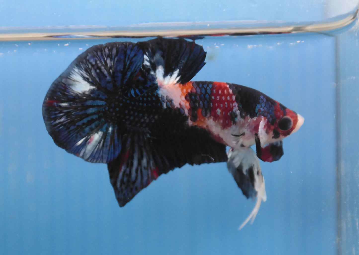 Male Galaxy Multicolor HMPK Plakat Halfmoon Betta Fish A114