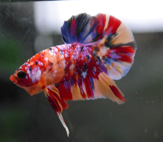 Male Multicolor HMPK Plakat Halfmoon Betta Fish A117