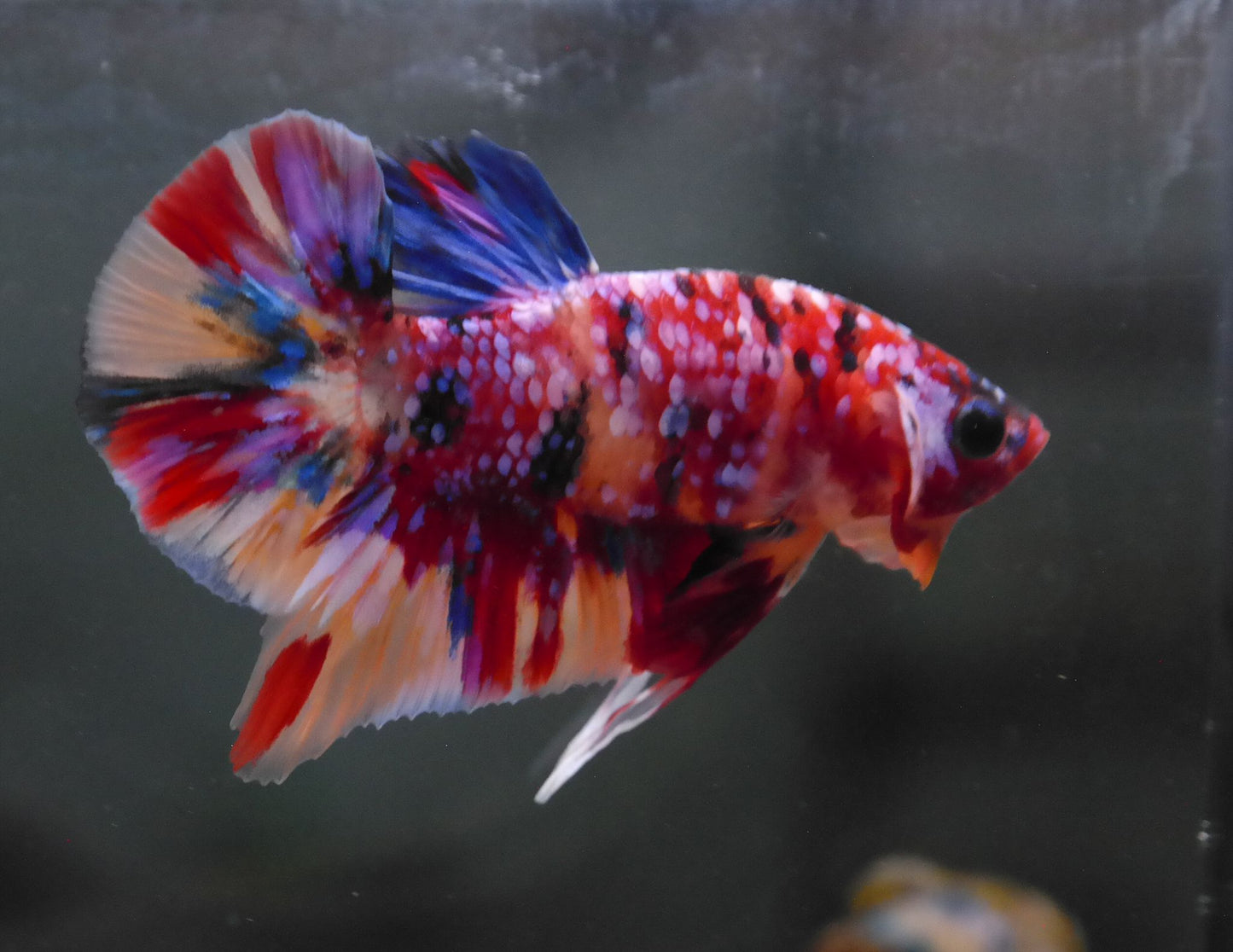 Male Multicolor HMPK Plakat Halfmoon Betta Fish A117