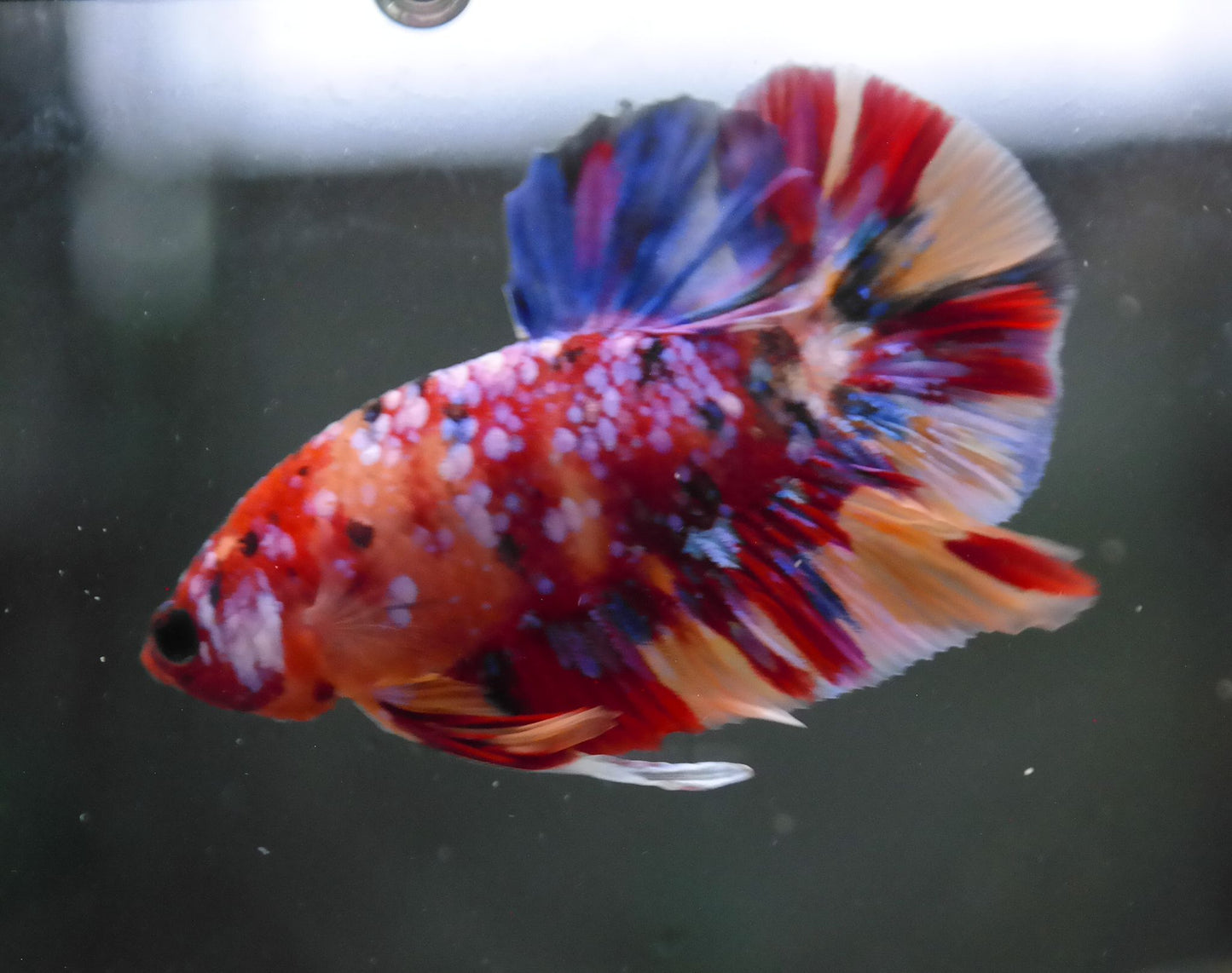 Male Multicolor HMPK Plakat Halfmoon Betta Fish A117