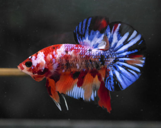 Male Multicolor HMPK Plakat Halfmoon Betta Fish A118