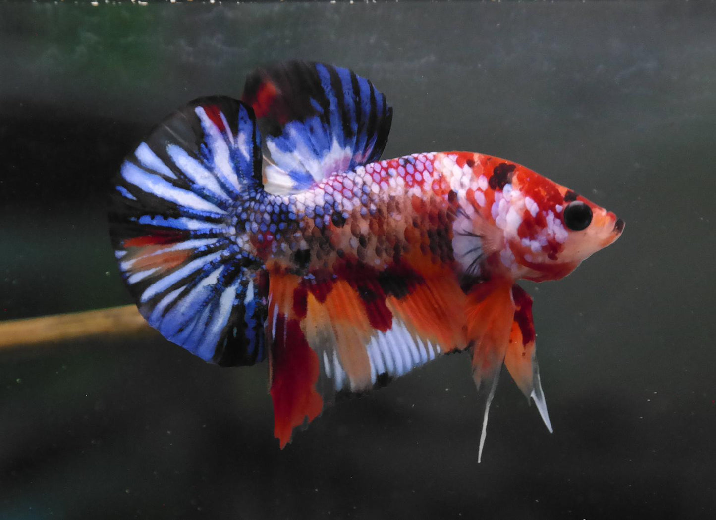 Male Multicolor HMPK Plakat Halfmoon Betta Fish A118