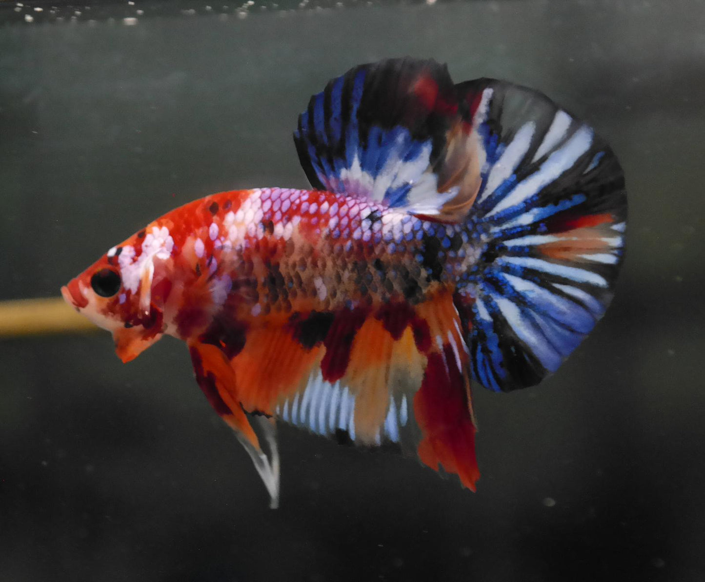 Male Multicolor HMPK Plakat Halfmoon Betta Fish A118