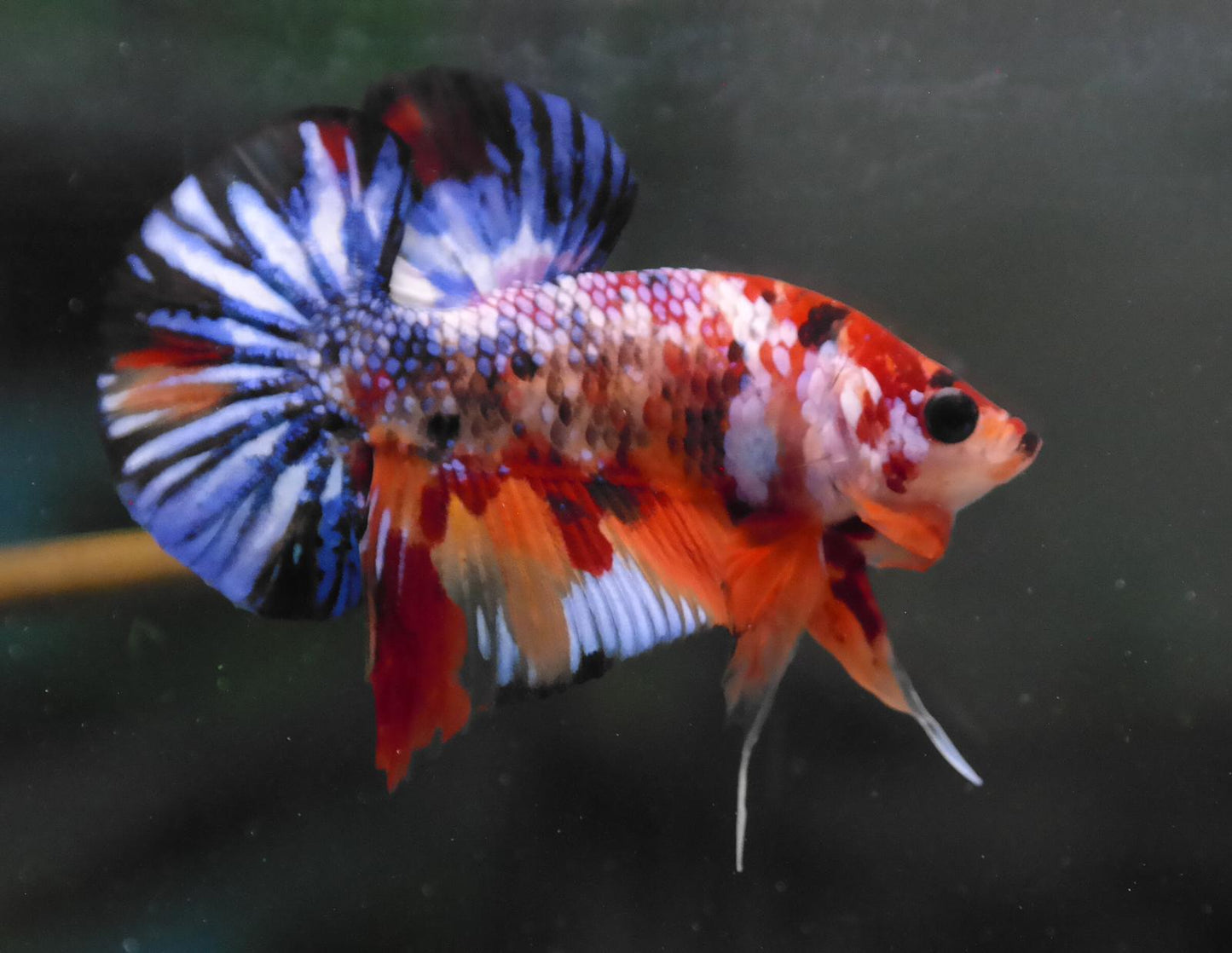 Male Multicolor HMPK Plakat Halfmoon Betta Fish A118