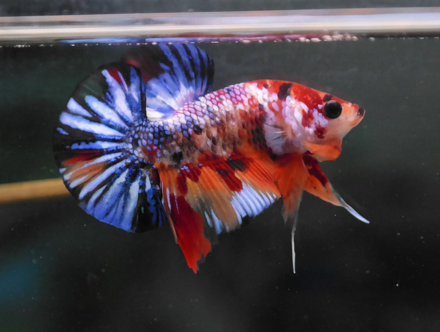 Male Multicolor HMPK Plakat Halfmoon Betta Fish A118