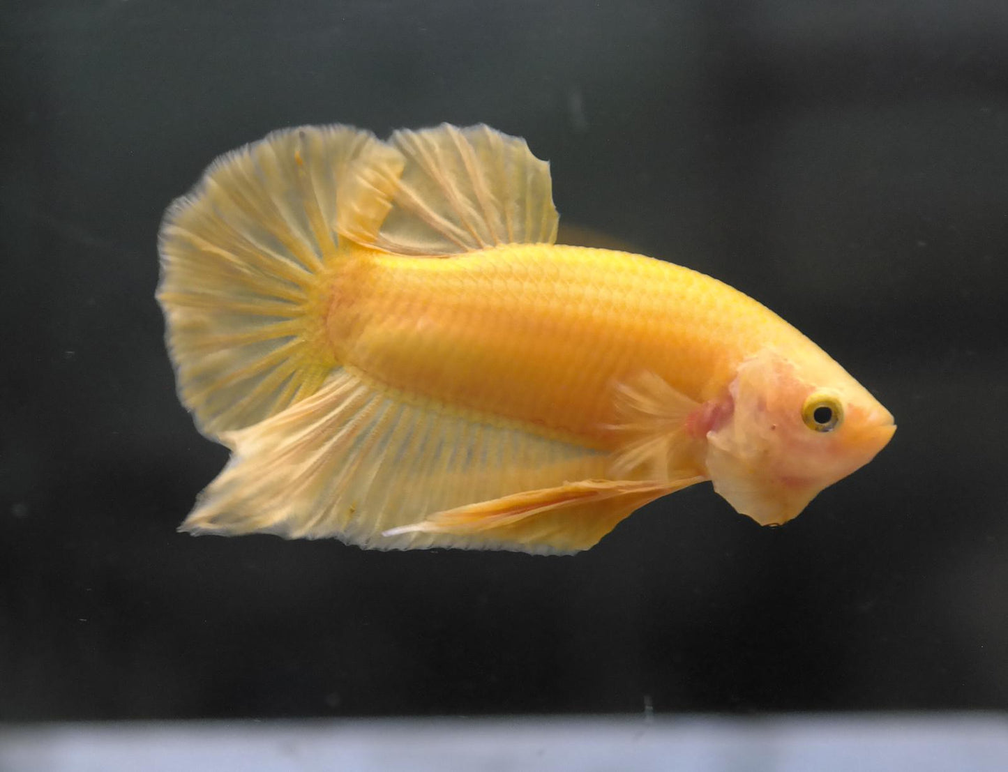 Male Yellow HMPK Plakat Halfmoon Betta Fish A119