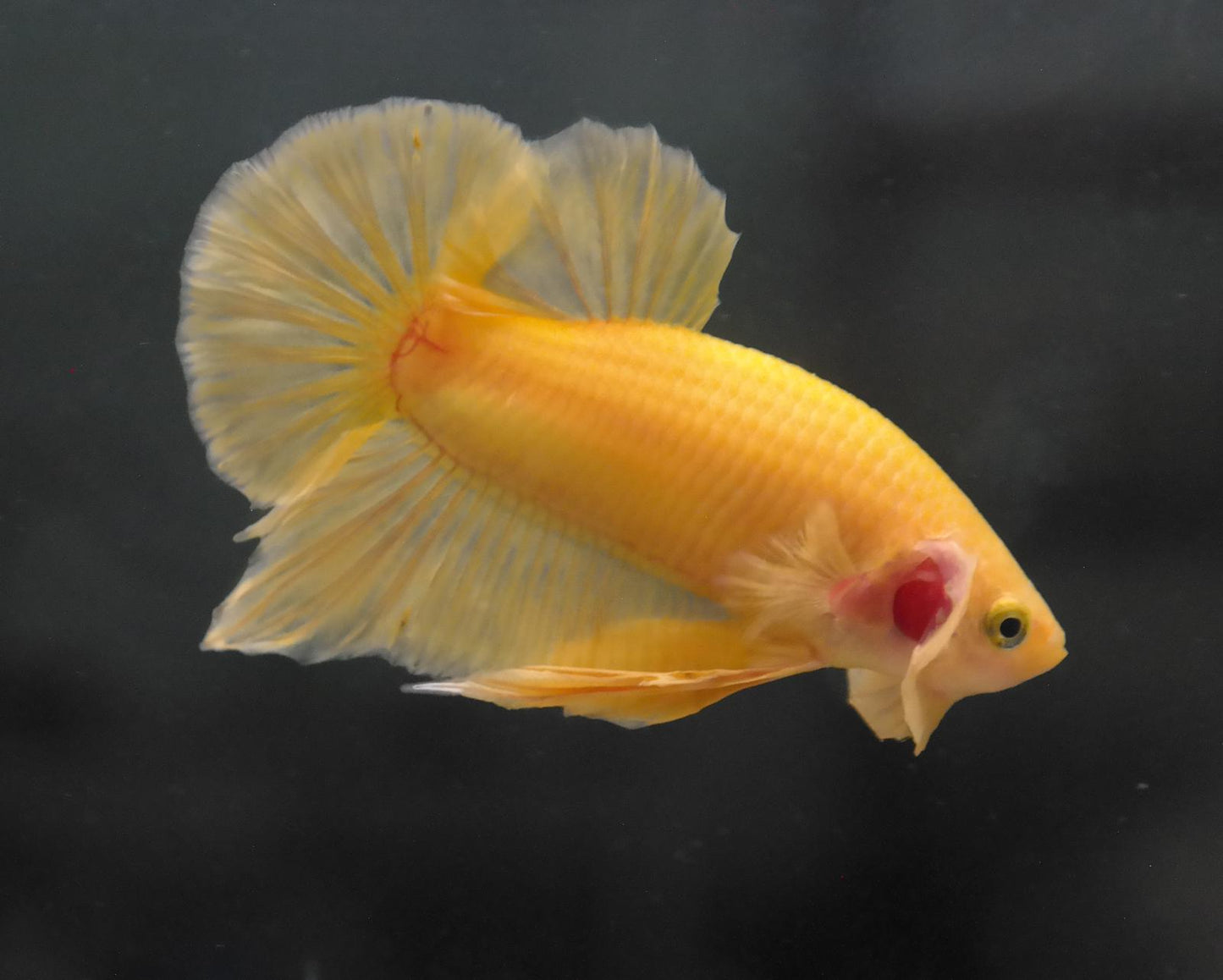 Male Yellow HMPK Plakat Halfmoon Betta Fish A119