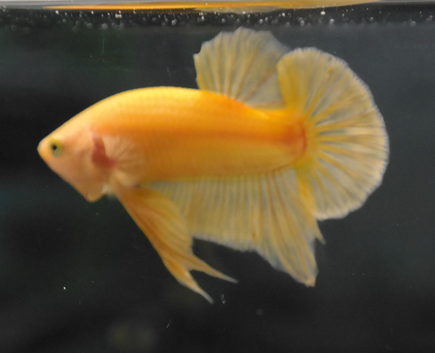 Male Yellow HMPK Plakat Halfmoon Betta Fish A119