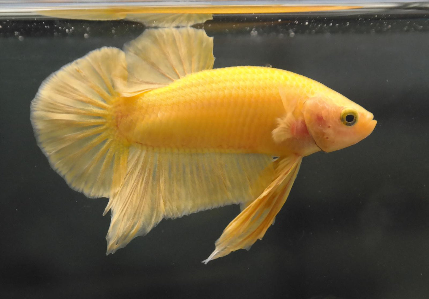 Male Yellow HMPK Plakat Halfmoon Betta Fish A119