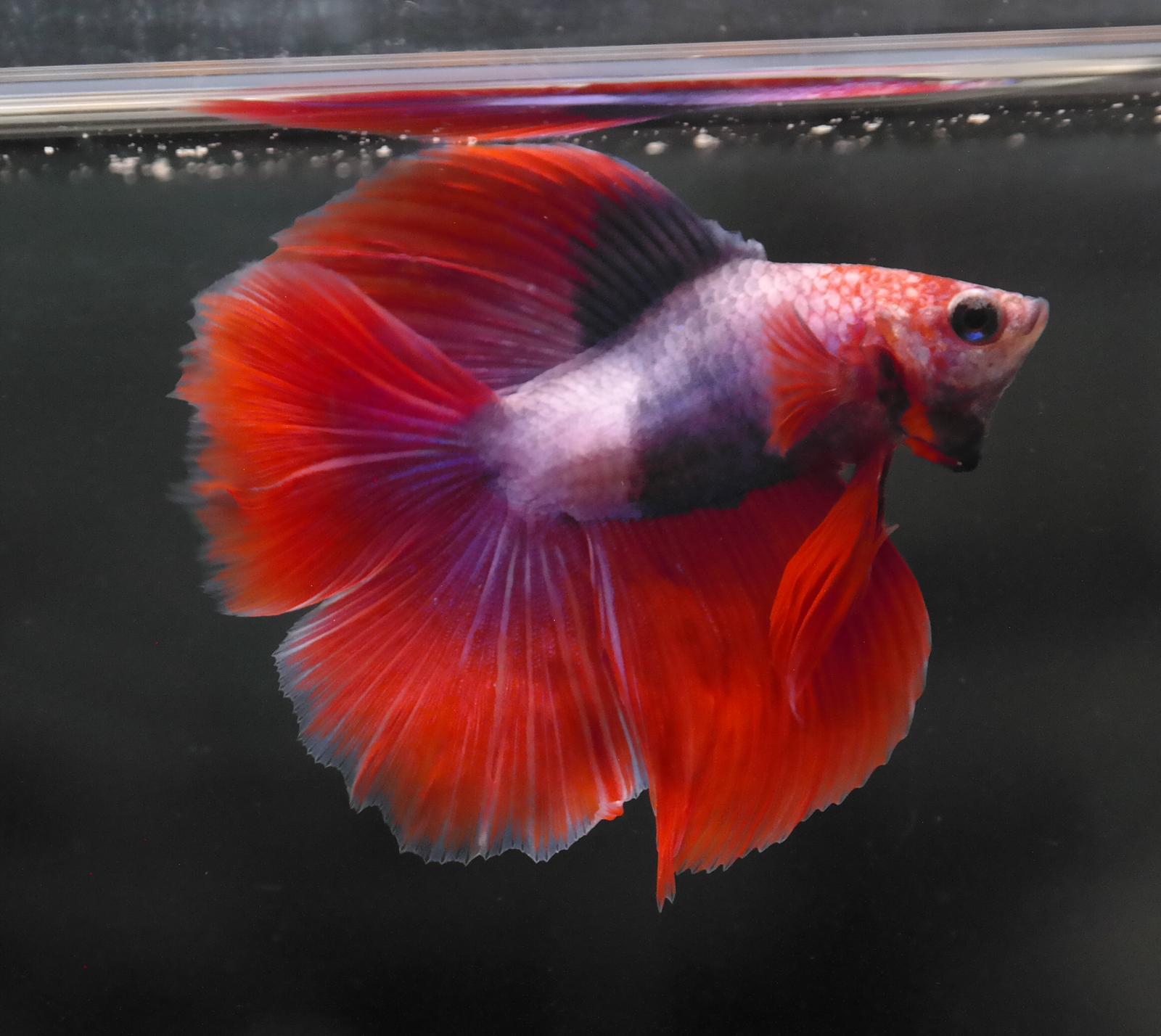 Fish 2 Tails Male Two Tone Double Tail Betta Fish A120 – Absolute Betta