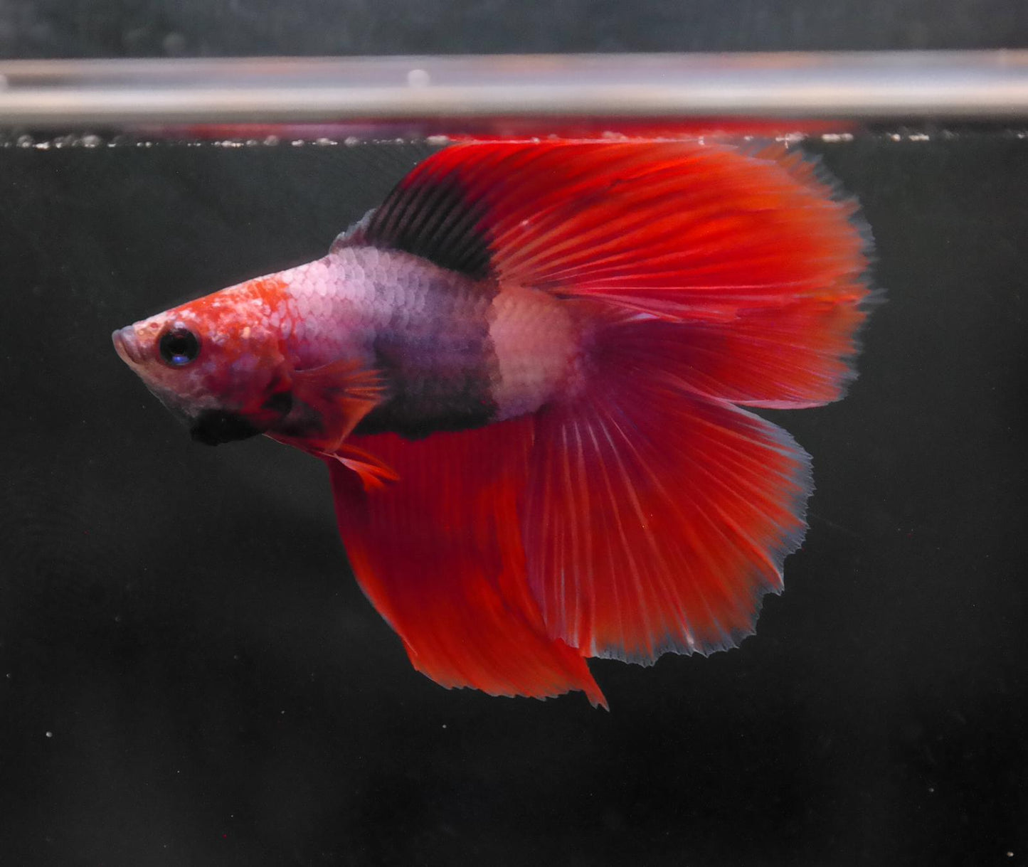 Male Two Tone Double Tail Betta Fish A120