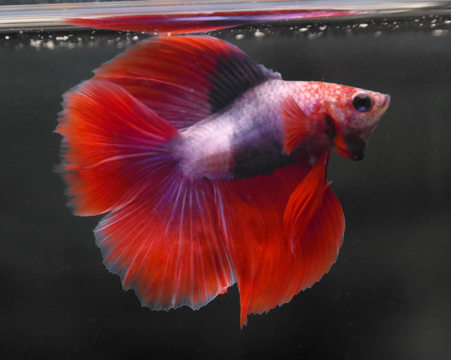 Male Two Tone Double Tail Betta Fish A120