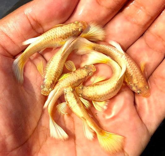 Full Gold 24K Guppies TRIO - 1 Male 2 Female