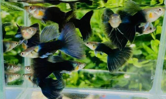 HB Blue Guppies TRIO - 1 Male 2 Female