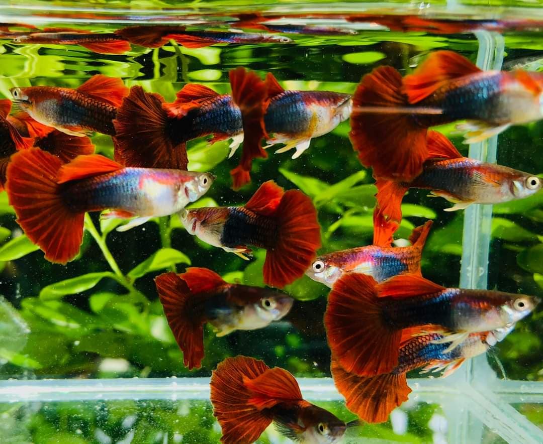 HB Red Rose Guppies TRIO - 1 Male 2 Female