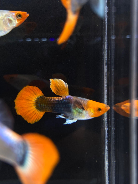 Koi Tuxedo Guppies TRIO - 1 Male 2 Female