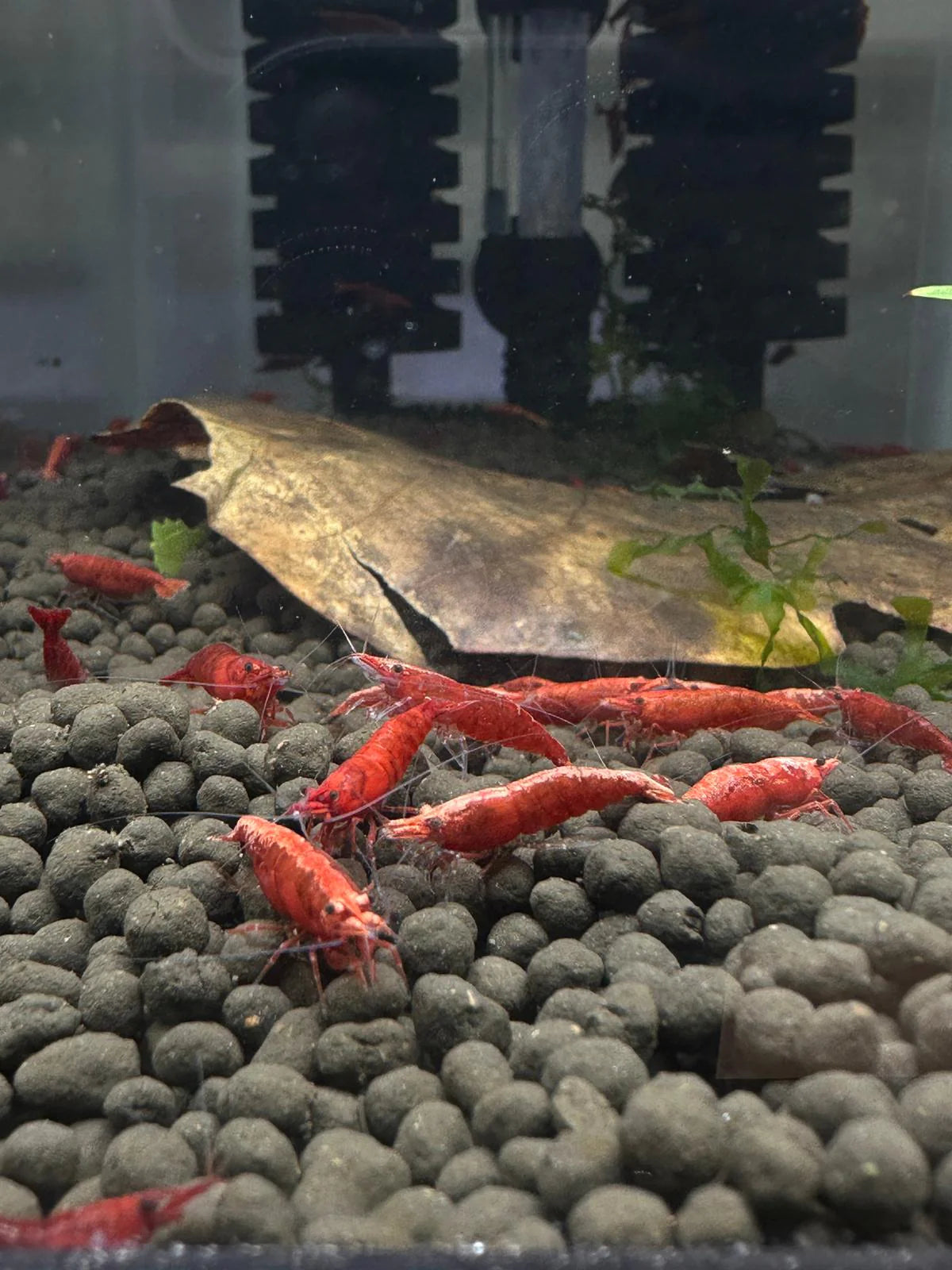 Fire Red Shrimp - 10 Pack +