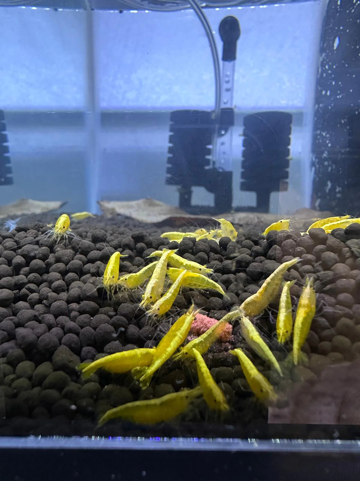 Yellow Goldenback Shrimp - 10 Pack +