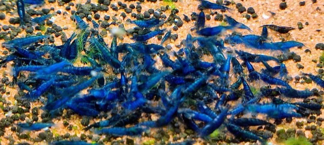 Blue Dream Neocaridina Shrimp - 10 Pack +